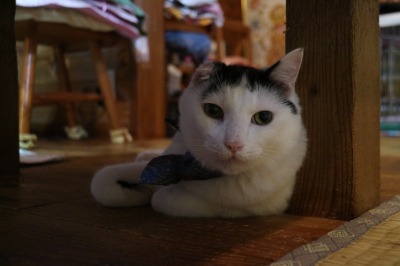 テーブル下の猫