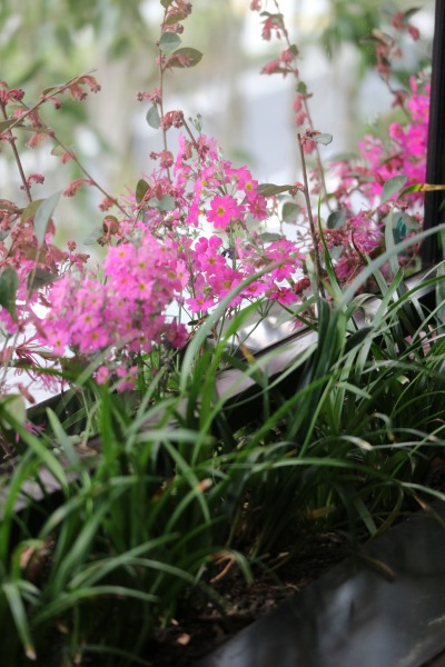 デッキに植えられた花