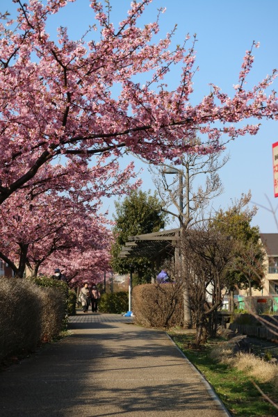 遊歩道と河津桜
