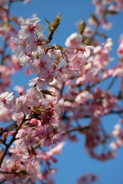 河津桜の花弁