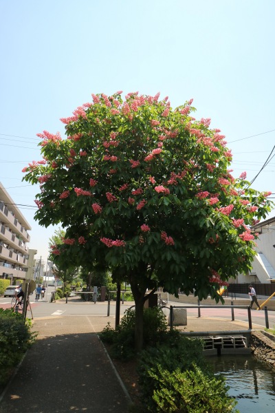 花咲く木