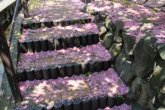 八重桜の花階段