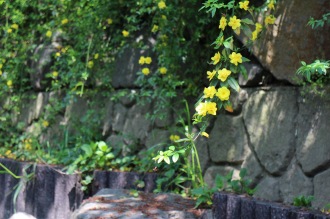 渋川の黄色い花