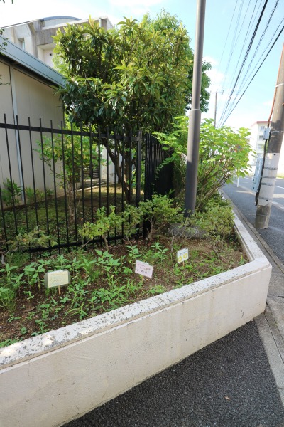 今井中学校の花壇