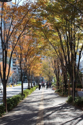 パークシティ武蔵小杉ミッドスカイタワー前の紅葉