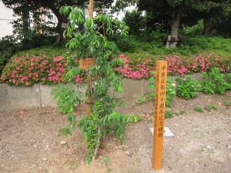 中原区役所の区制40周年記念植樹