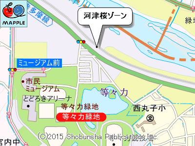 多摩川の河津桜マップ