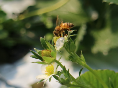 いちごの花と、ハチによる受粉