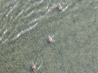 多摩川を泳ぐ水鳥