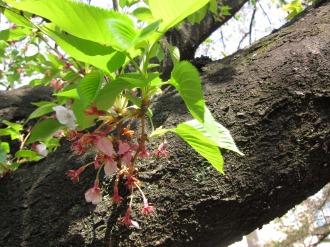 ソメイヨシノの花弁と葉