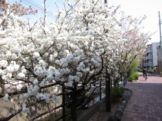 二ヶ領用水に咲く白い八重桜