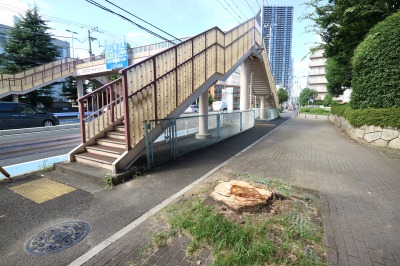 川崎市平和館前の街路樹伐採