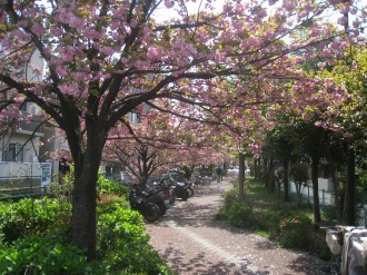 二ヶ領用水の遊歩道と八重桜