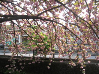 八重桜のトンネル