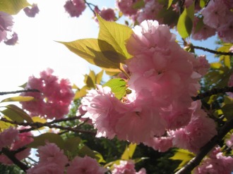 八重桜の花弁
