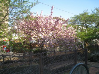 渋川の八重桜