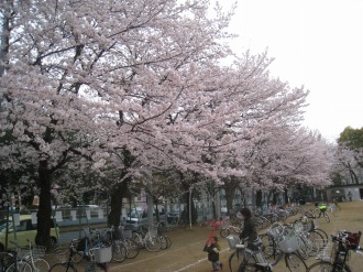 日本医大グラウンド周囲の桜