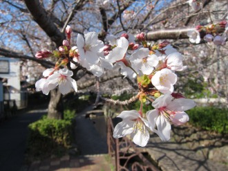 渋川で開花したソメイヨシノの花弁