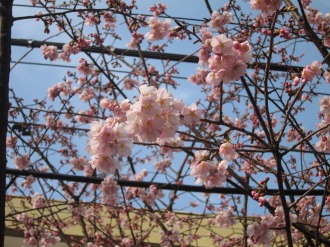 中原電車区の早咲きの桜