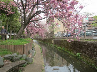 二ヶ領用水の八重桜