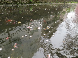 二ヶ領用水を流れるソメイヨシノの花びら