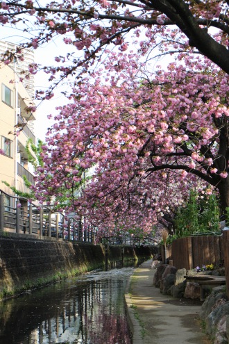 二ヶ領用水の八重桜