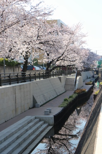 渋川の親水遊歩道とソメイヨシノ