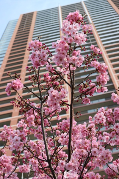 「THE KOSUGI TOWER」の「陽光桜」