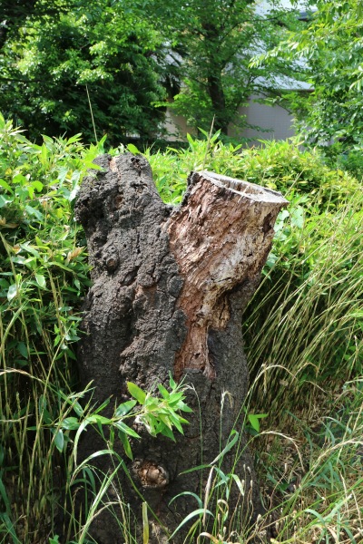 渋川で過去に伐採されたソメイヨシノ