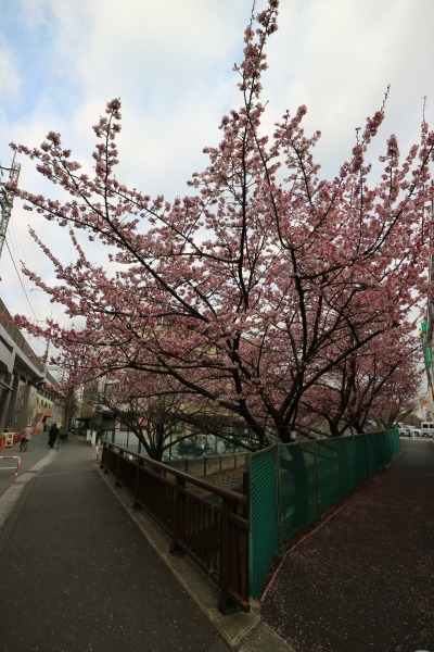 日中の河津桜