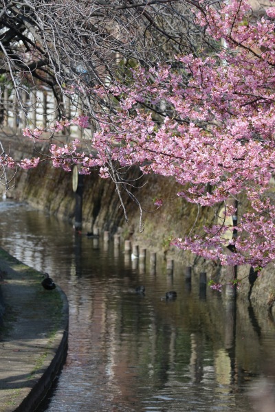 二ヶ領用水の河津桜