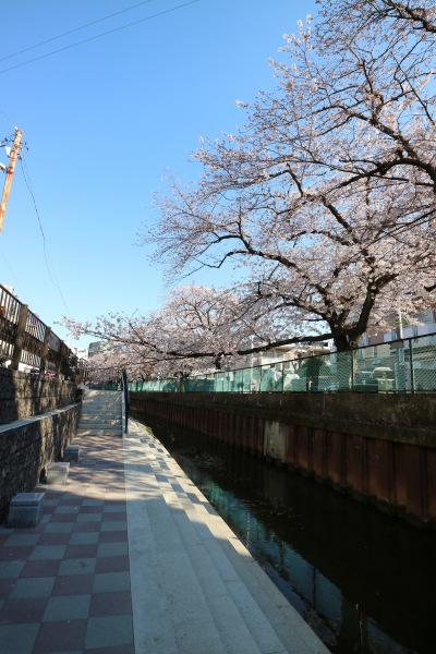 綱島街道東側に整備された渋川遊歩道のソメイヨシノ
