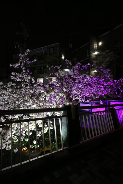 夜の八重桜ライトアップ