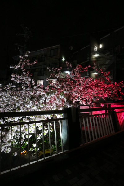 夜の八重桜ライトアップ