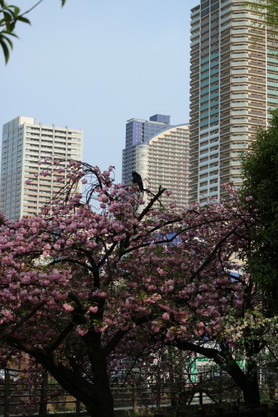 八重桜と武蔵小杉のタワーマンション