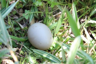 孵化しなかったカルガモの卵