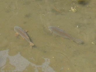 渋川を泳ぐ鯉