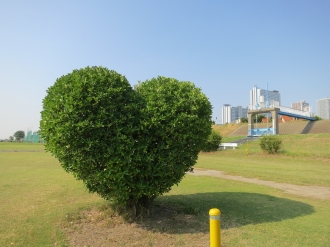 多摩川河川敷の「ハート型の木」