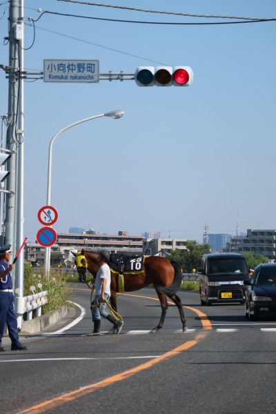 多摩沿線道路を渡る騎手と競走馬