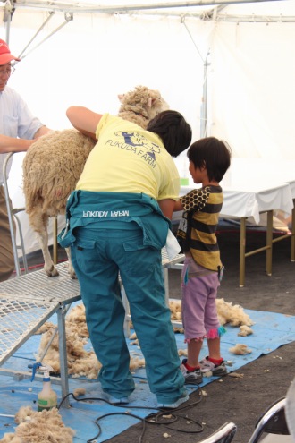 羊の毛刈り体験