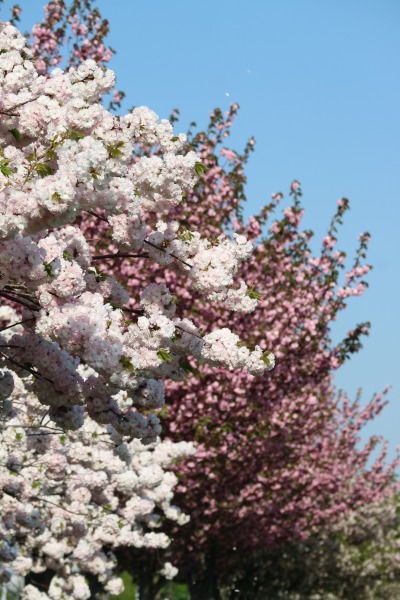 多摩川土手の八重桜
