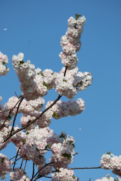 多摩川土手の八重桜