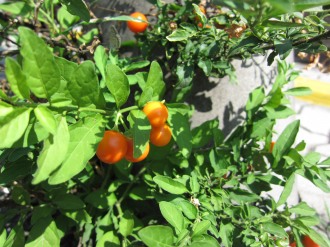 橙色の実をつける植物