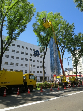 武蔵小杉タワープレイス前の街路樹剪定作業