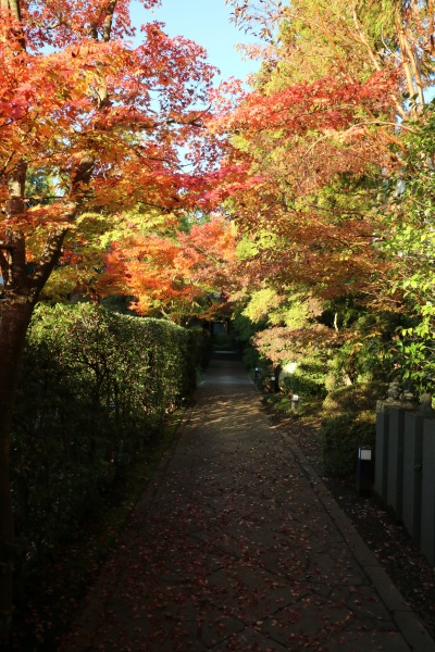 参道の紅葉